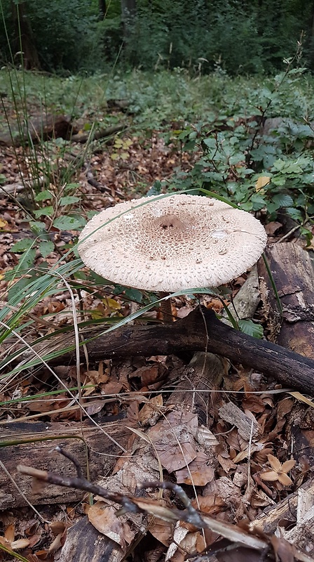 bedľa vysoká Macrolepiota procera (Scop.) Singer