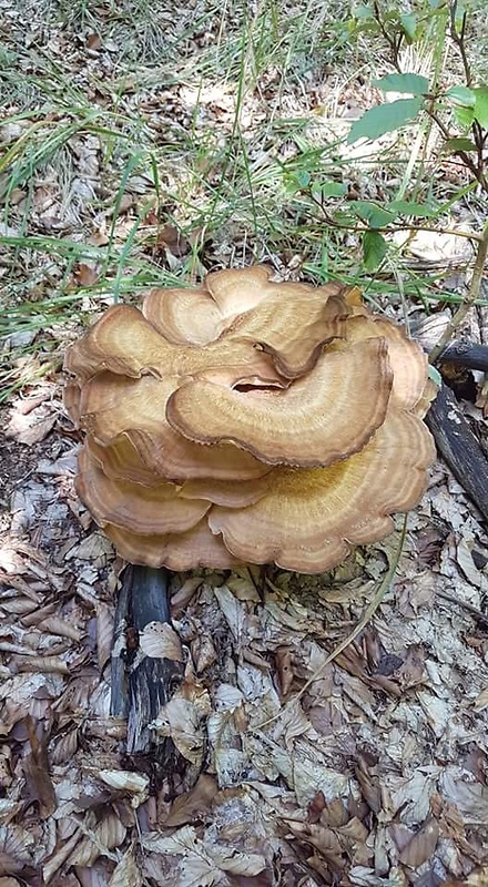 vejárovec obrovský Meripilus giganteus (Pers.) P. Karst.