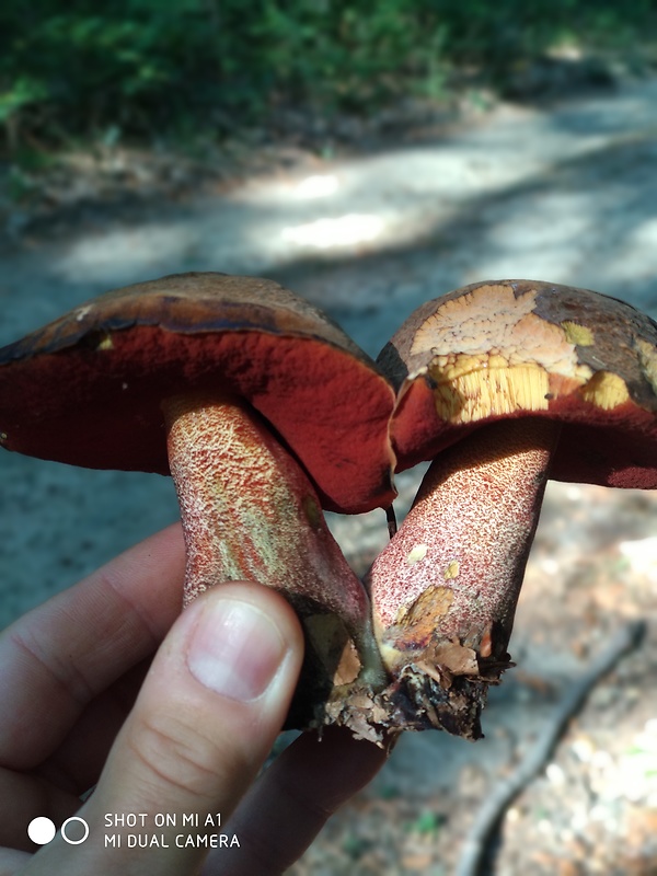 hríb Neoboletus erythropus (Pers.) C. Hahn