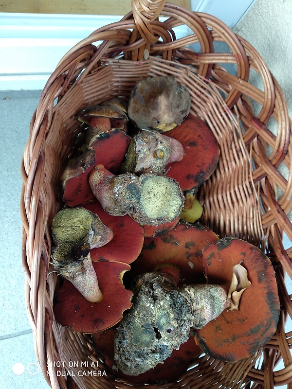 hríb Neoboletus erythropus (Pers.) C. Hahn