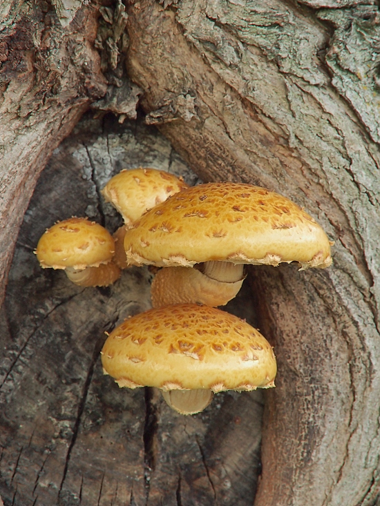 šupinovka slizká Pholiota adiposa (Batsch) P. Kumm.