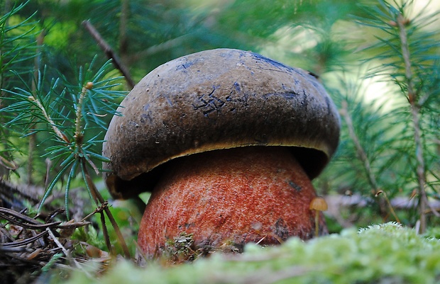 hríb zrnitohlúbikový Sutorius luridiformis (Rostk.) G. Wu & Zhu L. Yang