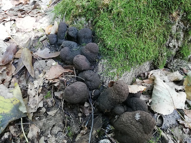 drevnatec Xylaria sp.