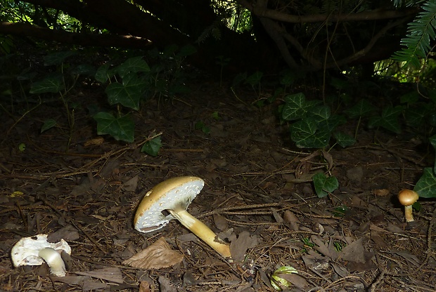 pečiarka hájová Agaricus sylvicola (Vittad.) Peck