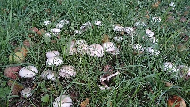 pečiarka hájová Agaricus sylvicola (Vittad.) Peck