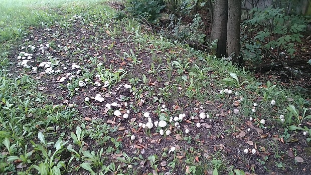 pečiarka hájová Agaricus sylvicola (Vittad.) Peck