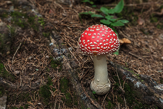 muchotrávka červená Amanita muscaria (L.) Lam.