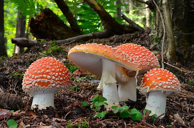 muchotrávka červená Amanita muscaria (L.) Lam.