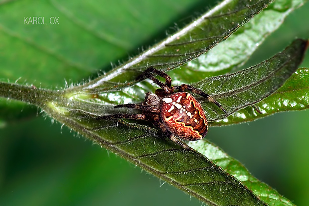 križiak obyčajný Araneus diadematus