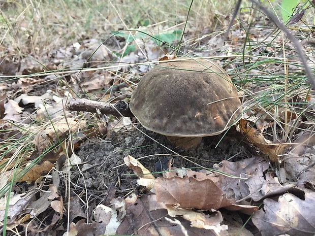 hríb bronzový Boletus aereus Bull. ex Fr.