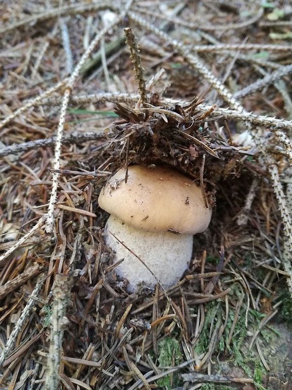 hríb smrekový Boletus edulis Bull.