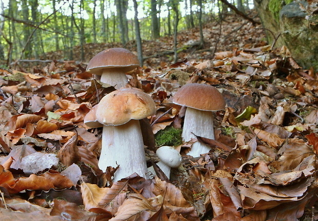 hríb smrekový Boletus edulis Bull.