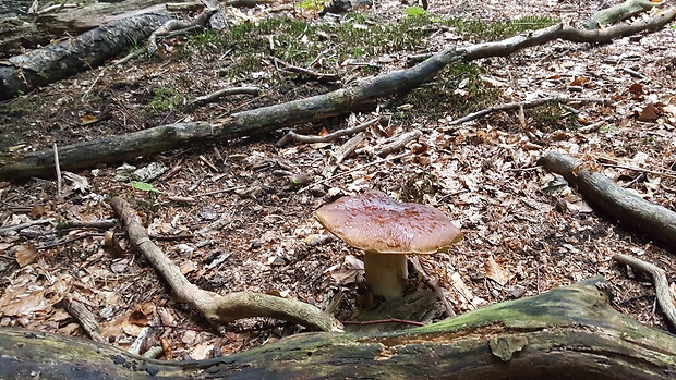 hríb smrekový Boletus edulis Bull.