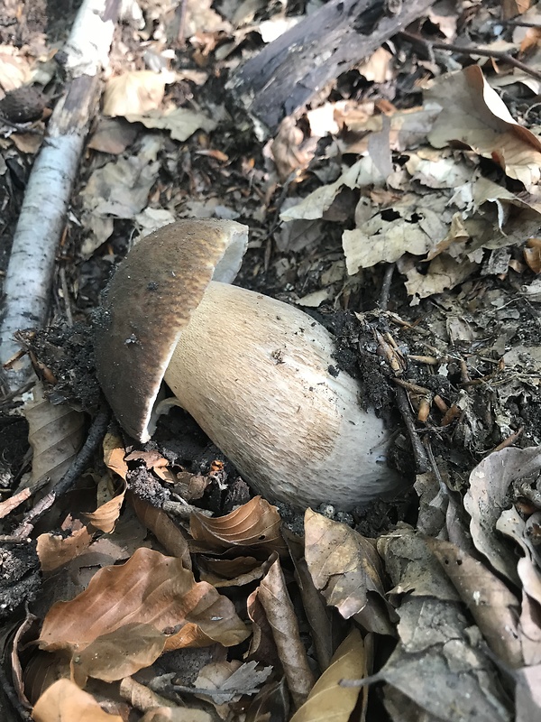 hríb dubový Boletus reticulatus Schaeff.