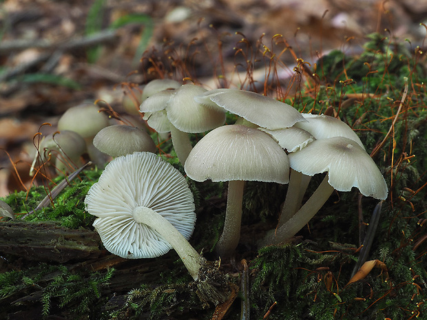 strmuľník strapkatý Clitocybula lacerata (Scop.) Métrod