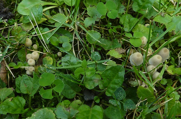 hnojník rozsiaty Coprinellus disseminatus (Pers.) J.E. Lange