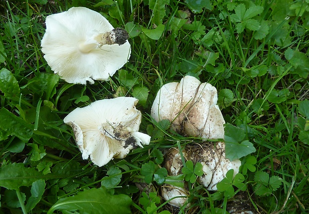 bedlička bodľavá Echinoderma perplexum (Knudsen) Bon