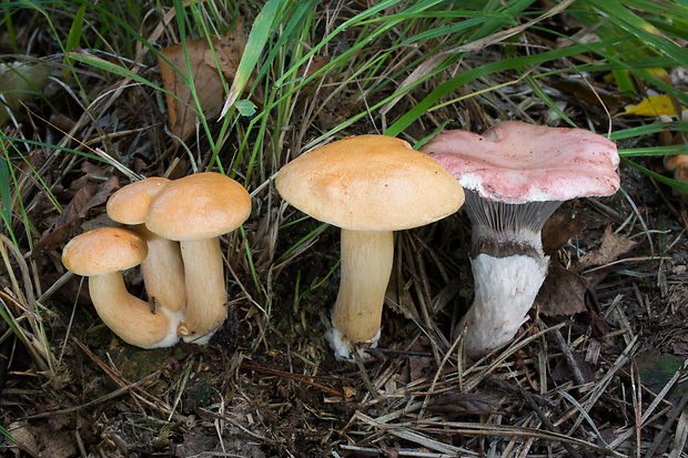 sliziak ružový Gomphidius roseus (Fr.) Oudem.