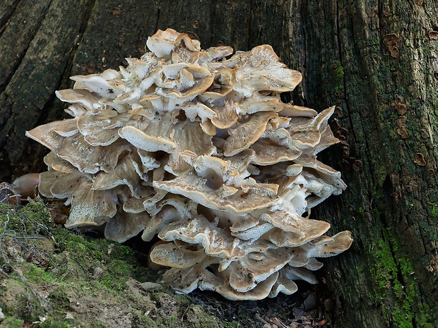 trsovnica lupeňovitá Grifola frondosa (Dicks.) Gray