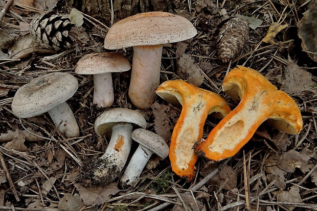 rýdzik hrdzavohnedý Lactarius quieticolor Romagn.