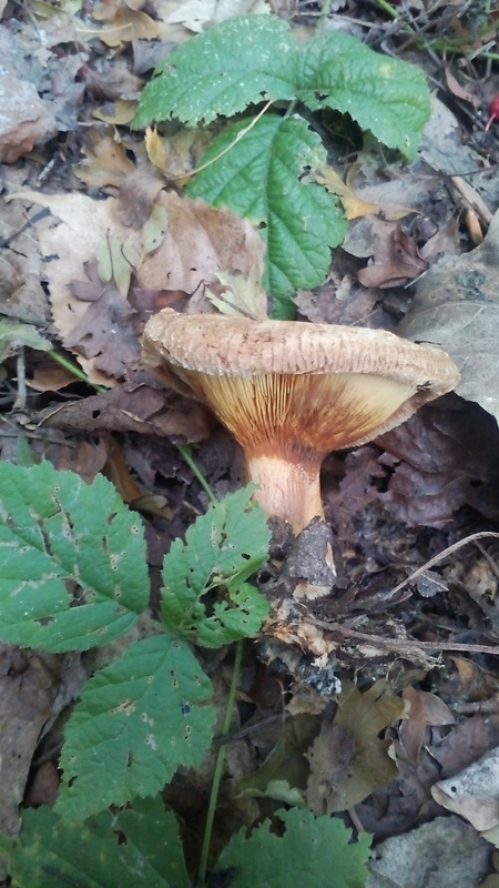 rýdzik Lactarius sp.