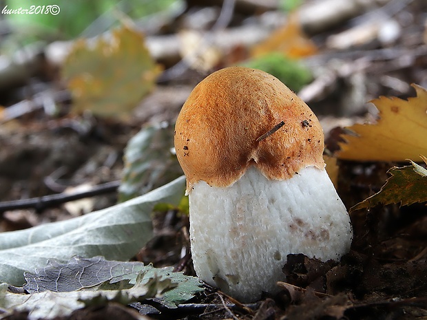 kozák osikový Leccinum albostipitatum den Bakker & Noordel.