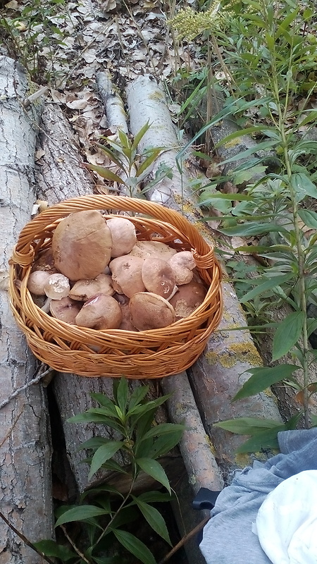 kozák topoľový Leccinum duriusculum (Schulzer ex Kalchbr.) Singer