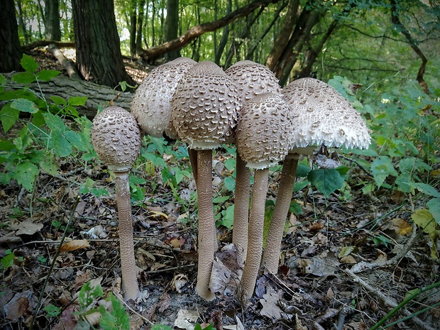 bedľa vysoká Macrolepiota procera (Scop.) Singer