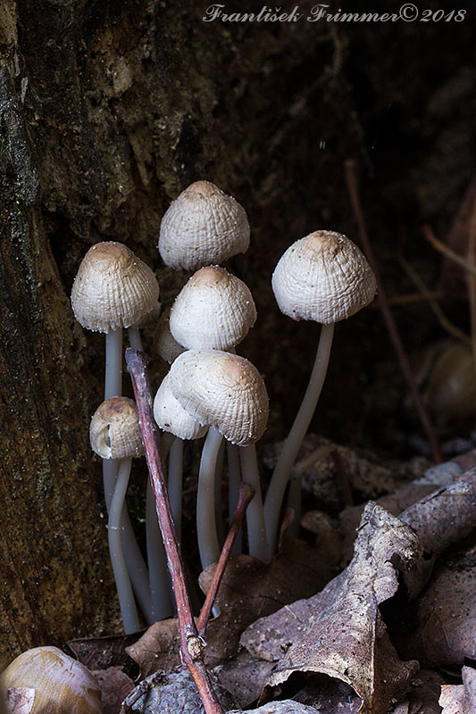 prilbička Mycena sp.