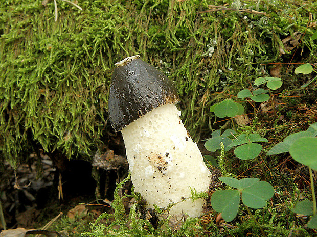 hadovka smradľavá Phallus impudicus L.