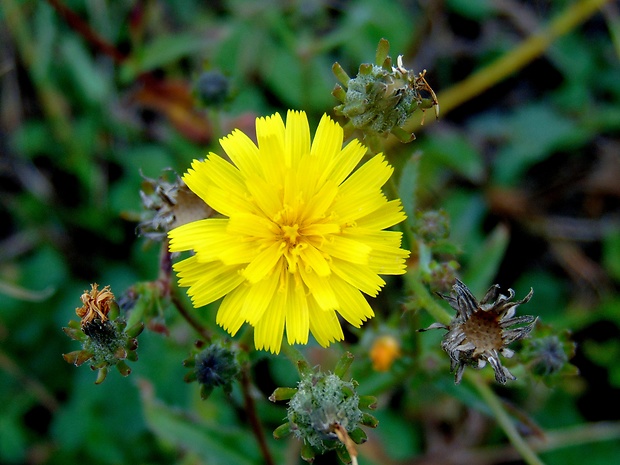 horčík jastrabníkovitý Picris hieracioides L.