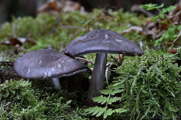 štítovka čiernolupeňová Pluteus atromarginatus (Konrad) Kühner