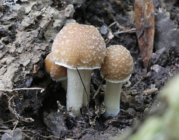 drobuľka Psathyrella sp.