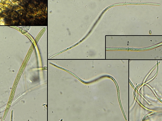 ofiobol Pseudoophiobolus mathieui (Westend.) Phookamsak, Wanas., S.K Huang, Camporesi & K.D. Hyde,