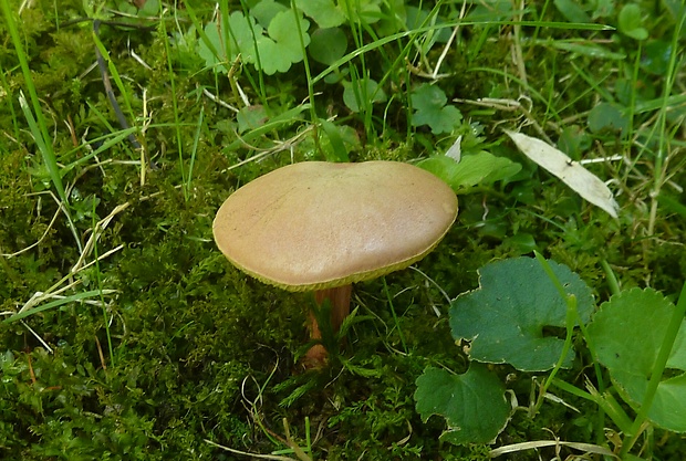 suchohríb marhuľovožltý Rheubarbariboletus armeniacus (Quél.) Vizzini, Simonini & Gelardi