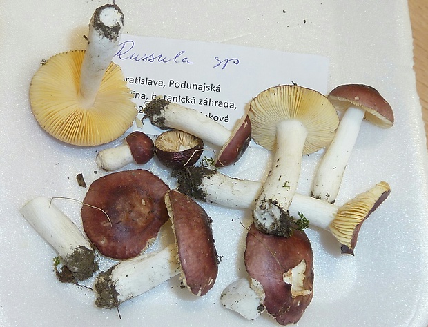 plávka Russula sp.