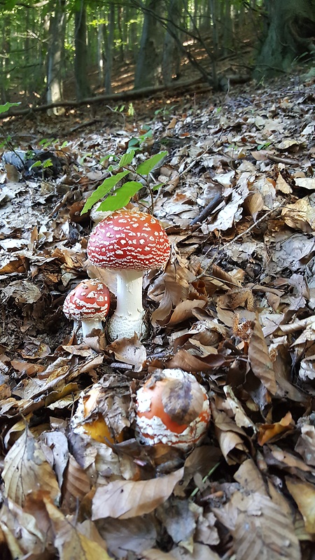 muchotrávka červená Amanita muscaria (L.) Lam.