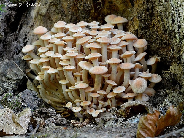 podpňovka bezprsteňová Armillaria socialis (DC.) Fayod