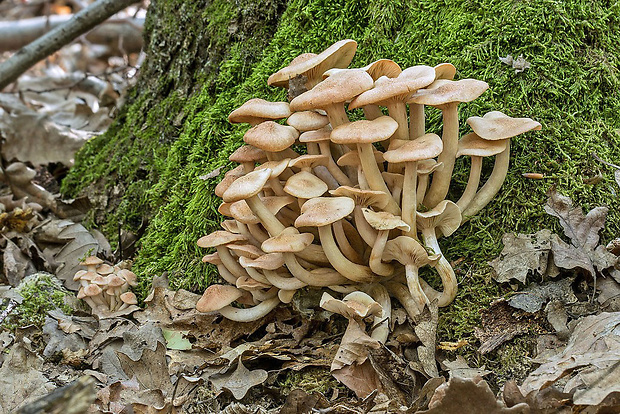 podpňovka bezprsteňová Armillaria socialis (DC.) Fayod