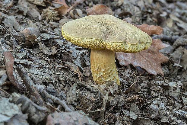 suchohríb moravský Aureoboletus moravicus (Václ. Vacek) Klofac