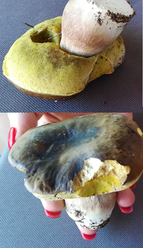 hríb smrekový? Boletus edulis Bull.