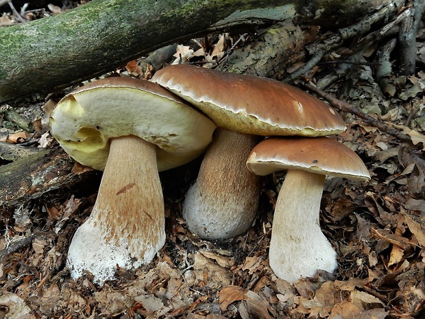 hríb smrekový Boletus edulis Bull.