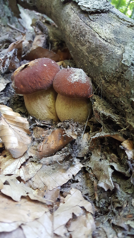 hríb sosnový Boletus pinophilus Pil. et Dermek in Pil.