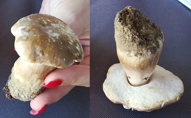 hrib dubovy? Boletus reticulatus Schaeff.