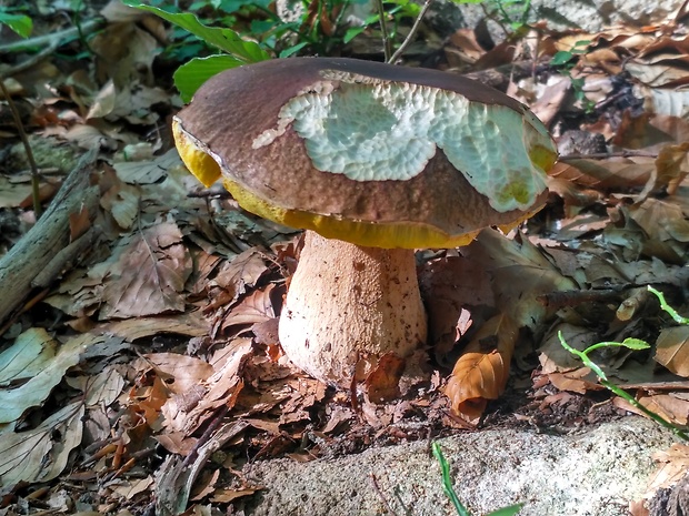 hríb dubový Boletus reticulatus Schaeff.