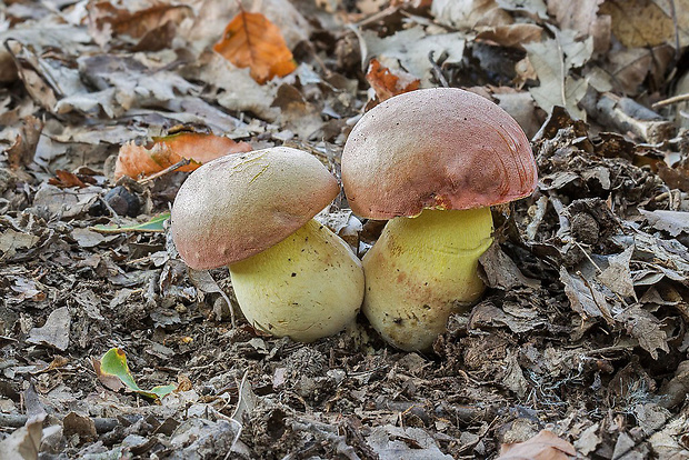 hríb nádherný Butyriboletus fuscoroseus (Smotl.) Vizzini & Gelardi