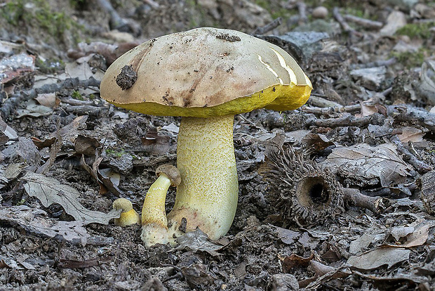 hríb plavý Hemileccinum impolitum (Fr.) Šutara