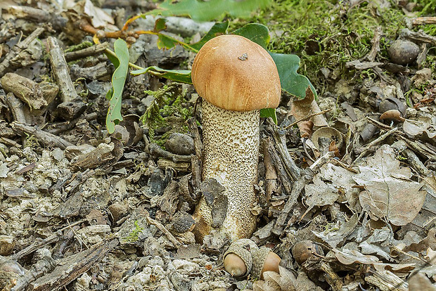 kozák dubový Leccinum aurantiacum (Bull.) Gray