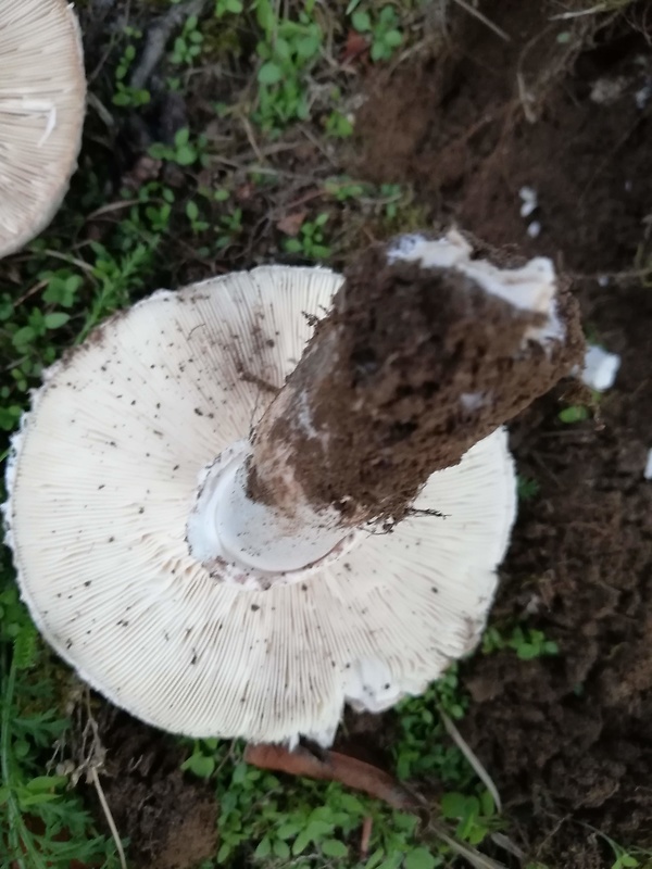 bedlica Leucoagaricus barssii (Zeller) Vellinga