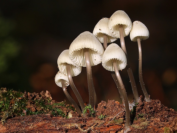 prilbička Mycena sp.